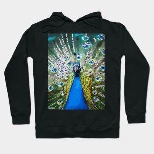 Magical Blue Peacock Hoodie